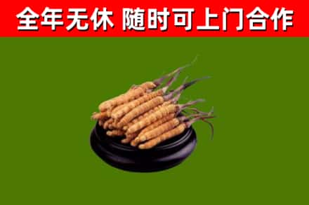 雁山区回收冬虫夏草