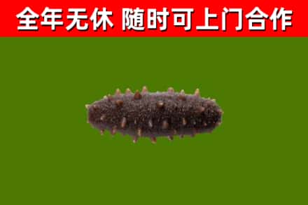 雁山区回收海参干